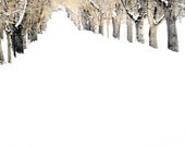 Winter Road Tree Lined Snowy Trees Snow White Wintery 11x14 Giclee Colorado Rustic Cabin Lodge Photograph