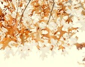 Fall Leaves Abstract Translucent Oak Autumn Rusts Red Colorado Foliage Rustic Cabin Lodge Photograph