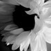 Sunflower Sunny Flower Floral Golden Yellow Bright Warm Colorful Cabin Lodge Rustic