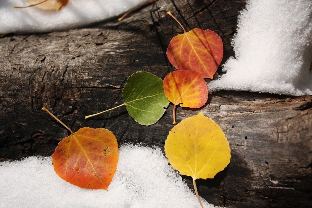 Contrasting Colors in Aspen - 8 x 10 Fine Art Print