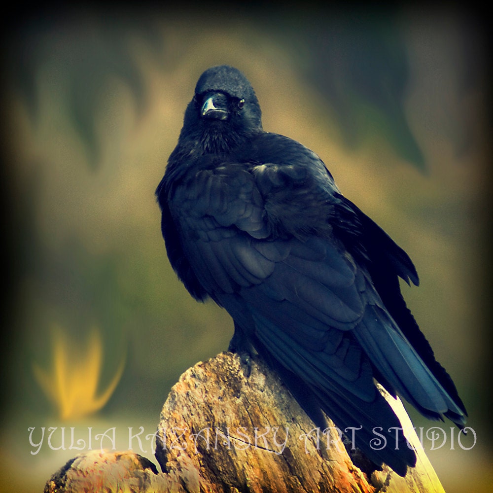 Black Raven fine art photography