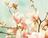 Flower Magnolia Sky photo, 8x8 Fine Art archival print, Kodak endura paper Photograpghy, Eva Ricci. Title: Magnolia Sky
