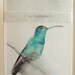 30% Off SALE - Watercolor Painting - Peacock Painting - Peacock II - Limited Edition - Print 123/200 - 11x14 Giclee Print