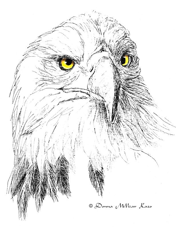 Eagle Face Drawing