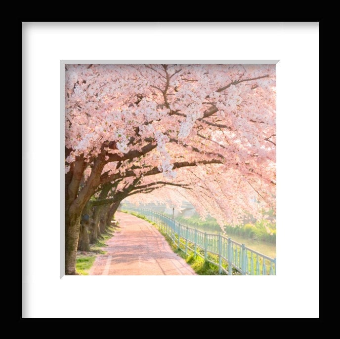 pink trees cherry blossom photograph 8x8 fine art print