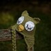 newborn Sleeping Owl Earflap Beanie BOYS OR GIRLS in ANY COLOR- photography prop