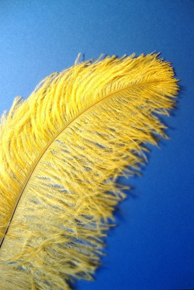 XL Yellow Ostrich Plumes. 13-16 inches tall. EXCLUSIVE QUALITY.