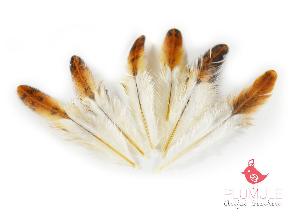 1 Dozen - SHORT HEN FEATHERS Natural brown tones : 100