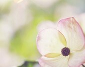 Dogwood 1