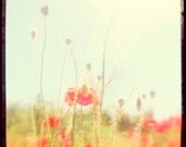 Poppies 1