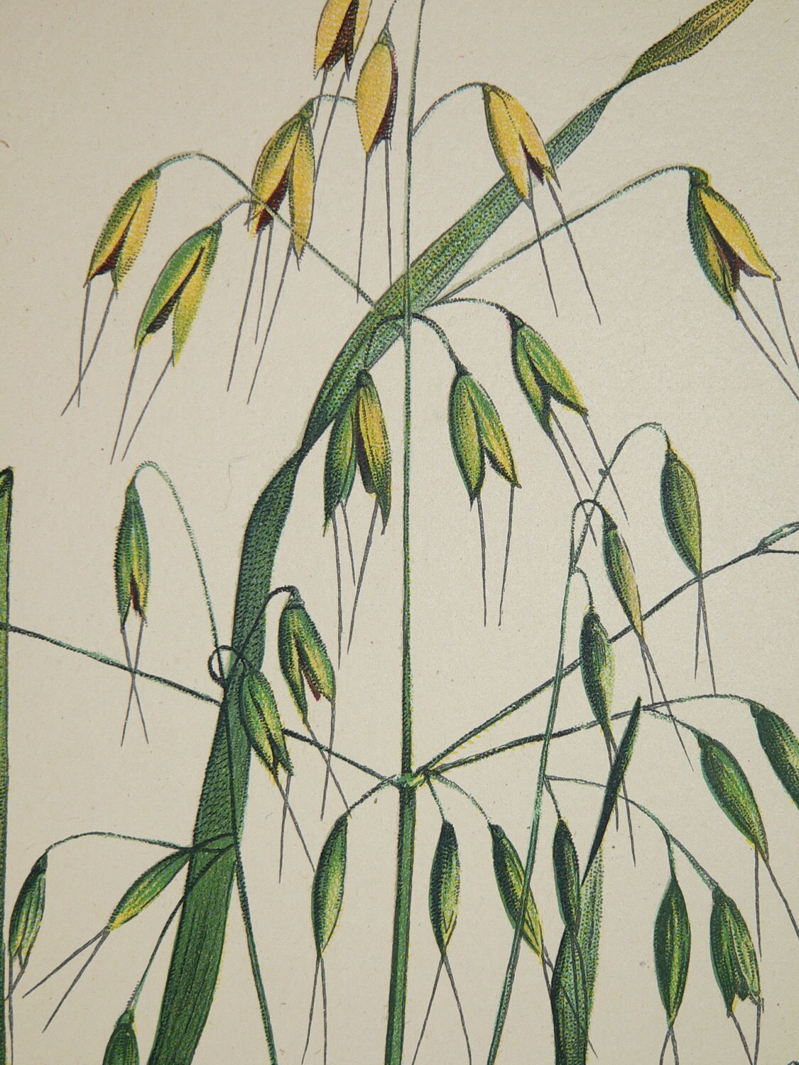 oats flower