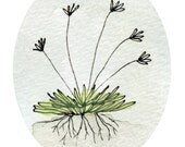 Spring Decor - Plant Art Print - Spring Garden Art - Imaginary Plant wth Flowers and Roots and Soil - Romantic - Cottage Chic