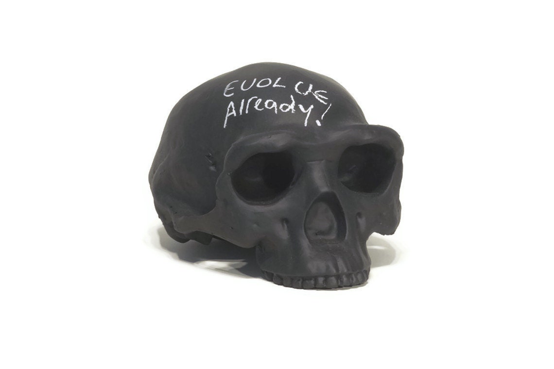 Homo erectus chalkboard skull