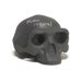 Homo erectus chalkboard skull