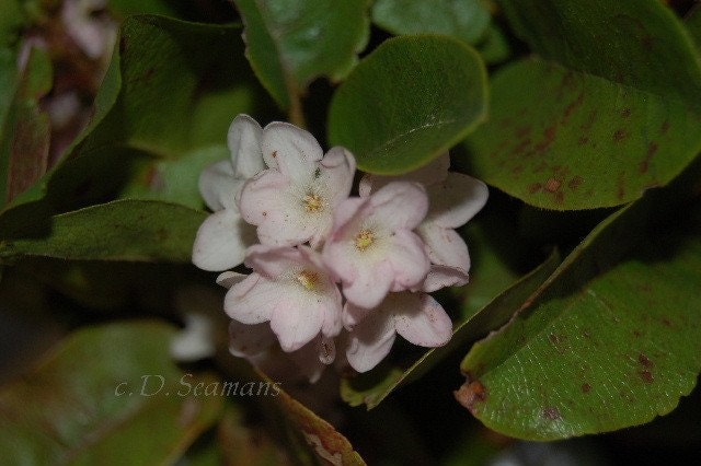 Mayflowers Note Card