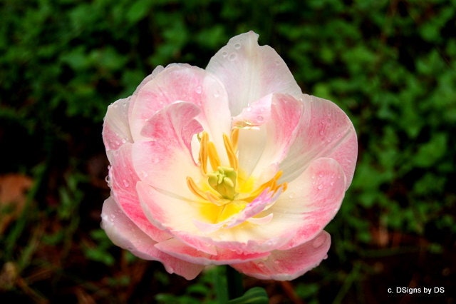 Pink with Yellow Double Tulip Note Card