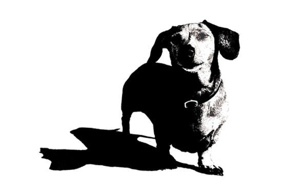 Dachshund Adult Tshirt