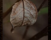 5x7 Encaustic Photograph of a white leaf