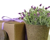 Private Listing - Eco Friendly Herb Box Wedding Favor - Lavender