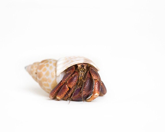 Hermit Crab, 8x10, Summer, beach, vacation home, kids room