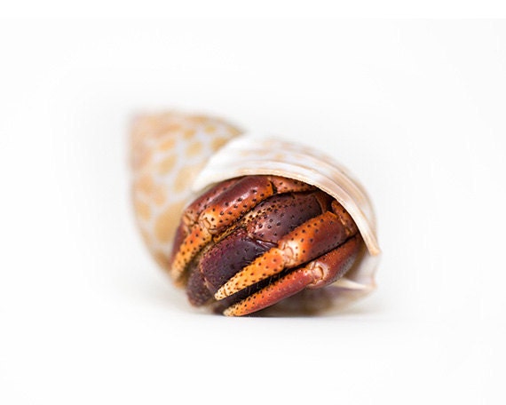 Hermit Crab, 8x10, Summer, beach, vacation home, kids room