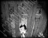 Peek-A-Boo Cat-8x10 Print