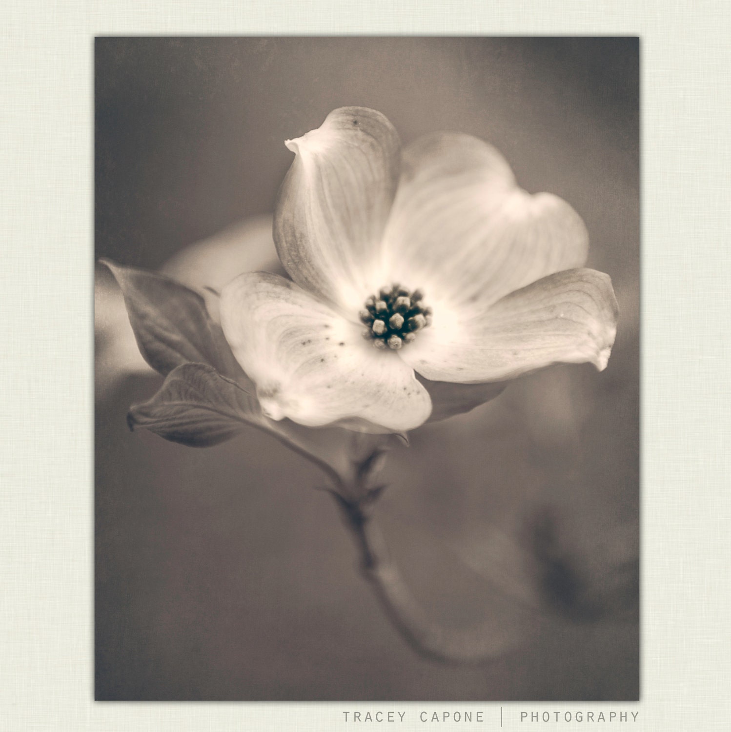 Flower Photograph, Dogwood -  Neutral, muted Nature Print -  Sonata -  Spring decor, soft grey, creme, nature art, feminine