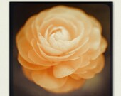 Flower Photography - Nature Print - Etsy Wall Decor  -   Ranunculus No 1 - Home Decor, wall art, peach, pale yellow, orange