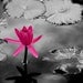 Nature Prints - lotus flower photography, The Extrovert - magenta, charcoal grey, nature art, girls room