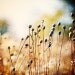 Fall Wall Decor - indigo, harvest gold, Autumn Wall Art - The Hold Outs - home decor, Chicago nature photograph, Autumn Wall Decor