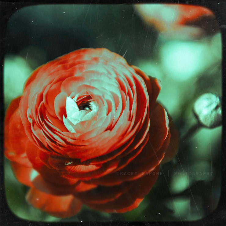 Nature Photograph - ranunculus prints, flower photograph - Ranunculus No 2 - girls room decor, botanical home decor, nature prints