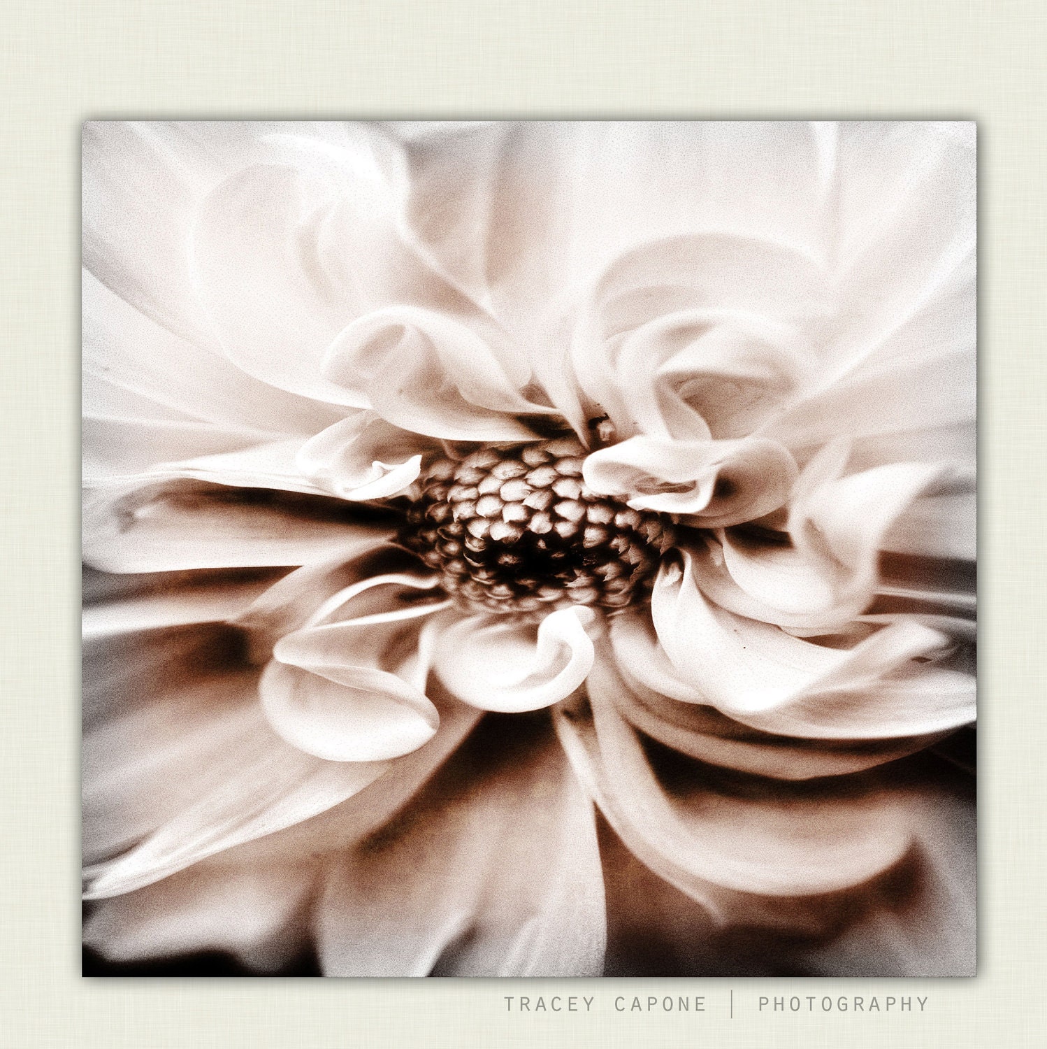 Flower Photography - Nature Print, botanical wall decor - Smoke - feminine, wall art for the home, Nature photography