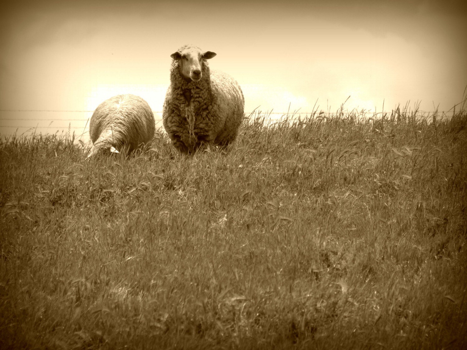 Two Sheep Photograph 8x10 - country farm animal love couple black white gray art print home decor