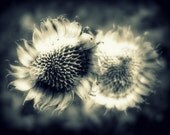 Winter Flora Photograph 11x14 - flower nature floral black white gray art print home decor room