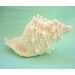 Conch Sea Shell Crochet Ornament-Amigurumi Free Shipping Domestic