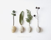 FOREST N1 - 8x10. Fine Art Photographic Natural History Print. Minimal simple style. Natural Home Decor. Indoor garden botanical
