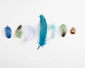 Blue Feathers - 8x10. Fine Art Photographic Natural History Print. Minimal simple style. Natural Home Decor. Indoor garden botanical