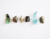 Coastliners - 8x10. Fine Art Photographic Natural History Print. Minimal simple style. Natural Home Decor. Indoor garden botanical