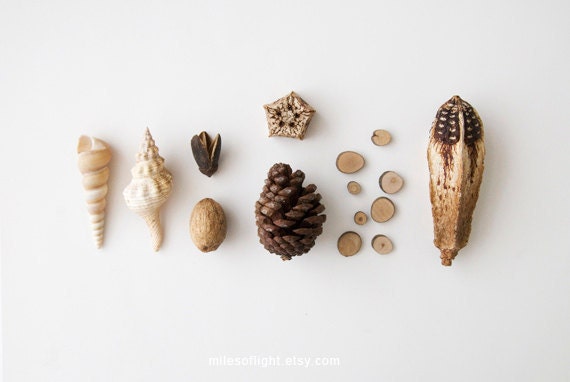 Wood & Bones - 8x10. Fine Art Photographic Natural History Print. Minimal simple style. Natural Home Decor. Indoor garden botanical