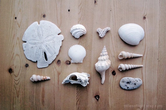 White Bones - 8x10. Fine Art Photographic Natural History Print. Minimal simple style. Natural Home Decor. Fossil collection