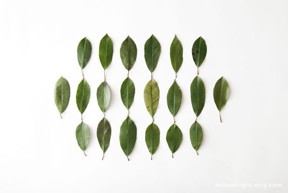 Leaves Collection N2. 8x10. Fine Art Photographic Natural History Print. Minimalist. Natural Home Decor. Indoor garden botanical.