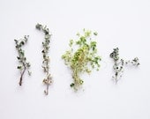 Dried Herbs. 8x10. Fine Art Photographic Print. Minimalist. Herbs. Natural Home Decor. Indoor garden botanical. Kitchen wall art.