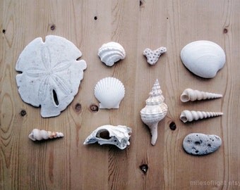 White Bones - 8x10. Fine Art Photographic Natural History Print. Minimal simple style. Natural Home Decor. Fossil collection