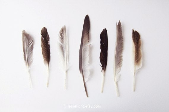 Autumn Feathers. 8x10. Fine Art Photographic Natural History Print. Minimal simple style. Natural Home Decor. Indoor garden botanical