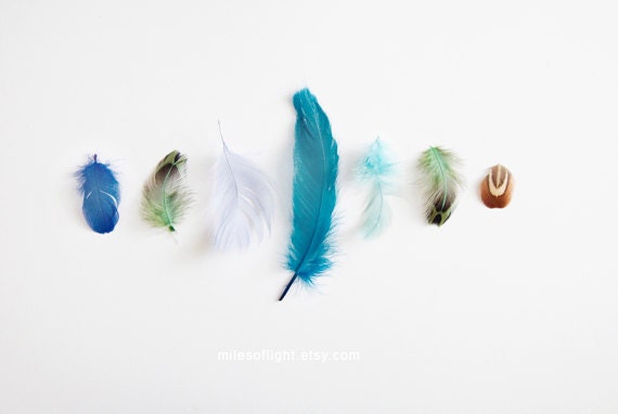 Blue Feathers - 8x10. Fine Art Photographic Natural History Print. Minimal simple style. Natural Home Decor. Indoor garden botanical
