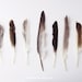 Autumn Feathers. 8x10. Fine Art Photographic Natural History Print. Minimal simple style. Natural Home Decor. Indoor garden botanical