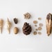 Wood & Bones - 8x10. Fine Art Photographic Natural History Print. Minimal simple style. Natural Home Decor. Indoor garden botanical