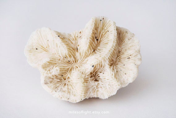 Rock Coral. 8x10. Fine Art Photographic Natural History Print. Minimal simple style. Natural Home Decor. Indoor garden botanical. Coastal.