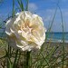 Starfish Beach Wedding Floral Hair Clip or Broach-CREAMY IVORY-Beach Weddings, Bridal Hair Piece, Proms, Elegance, Ivory Weddings