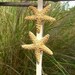 Starfish Headband with Two Sugar Starfish-Tan-Hippy Chic, Beach Hair, Mermaid Hair, Boho Coastal, Jersey Shore, Nautical, Beach Weddings
